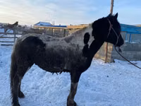 Hengst, Yakutian horse — Foto 3