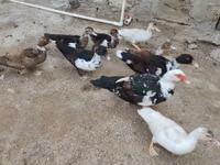 Ducks — Foto 4