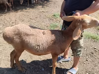 Schaf, Arashan sheep — Foto 3