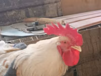 Chickens — Foto 1