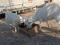 تيس, Saanen goat — الصورة 6