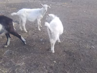 Ziegenbock, Saanen goat — Foto 1