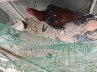 Chickens — الصورة 3
