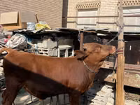公牛, Cattle — 照片 3
