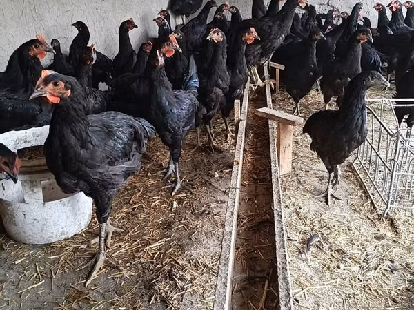 Chickens