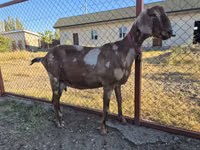 Ziege, Nubian Goat — Foto 5