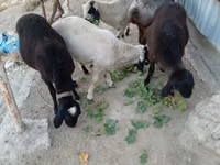 Carnero, Ovejas — foto 4