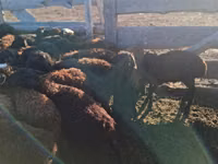 كبش, Edilbay sheep — الصورة 2