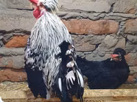 Аппенцеллер Спитцхаубен — сүрөт 2