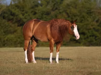 Aygʻir, Quarter Horse — 2-rasm