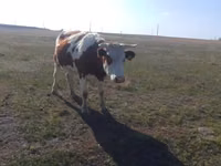 Vaca, Simmental cattle — foto 5
