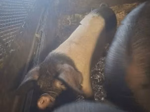 Boar, 