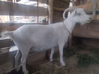 Cabra, Saanen goat — foto 2
