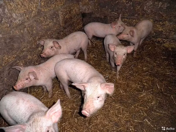 Eber, Schweine — Kasachstan