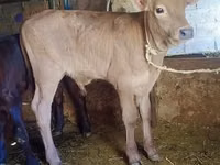 Bovinos (lote, sexo no especificado), Swiss cattle — foto 2