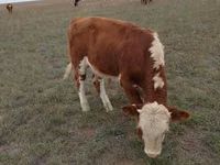 ثور, Simmental cattle — الصورة 6