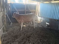 Bulle, Simmental cattle — Foto 1
