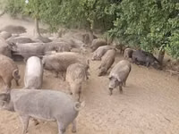Schweine (Partie, Geschlecht nicht angegeben), Schweine — Foto 3