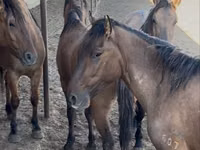 Hengst, Mugalzhar horse — Foto 3