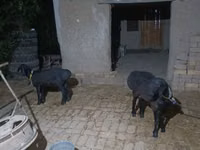 Cabro, Cabras — foto 2
