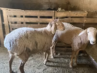 公羊, Rhon sheep — 照片 3
