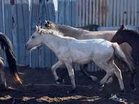 Caballo, Caballos — foto 4