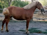 Stute, Haflinger — Foto 5