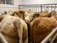 Vaca, Simmental cattle — foto 3