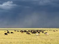 Schaf, Edilbay sheep — Foto 5