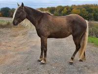 Caballo, Friesian — foto 3