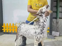 Carnero, Sicilian Barbaresca sheep — foto 2