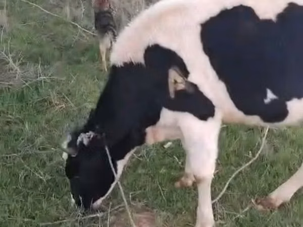 गाय, गोलस्टीन नस्ल — कज़ाखस्तान