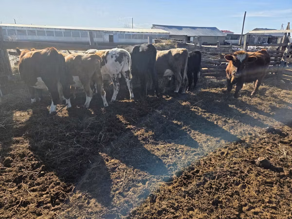 公牛, Cattle — 哈萨克斯坦