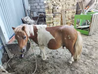 Otlar (partiya, jinsi ko‘rsatilmagan), Miniature horse — 3-rasm