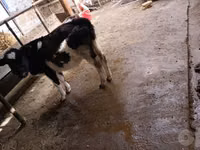 गाय, Russian Black pied cattle — फ़ोटो 2