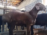 Widder, Blackheaded Persian sheep — Foto 2