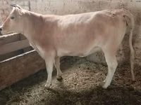 母牛, Alatau breed — 照片 4