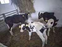 Vaca, Russian Black pied cattle — foto 2