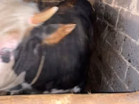 Bulle, Kasachische Weißkopfkuh — Foto 3