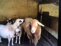 Ram, Sheep — photo 2