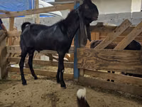 Ziegenbock, Kamori goats — Foto 2