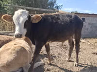 सांड, हेरफोर्ड — फ़ोटो 3