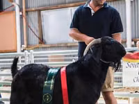 Ziege, Boer goat — Foto 1