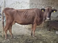 Toro, Ganado vacuno — foto 3