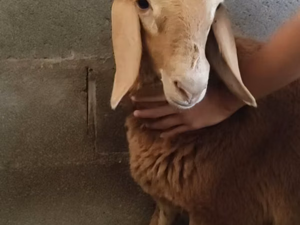 Schaf, Arashan sheep — Kirgisistan