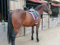 Yegua, Hungarian horse breed — foto 4