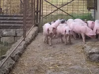 Schweine (Partie, Geschlecht nicht angegeben), Schweine — Foto 3
