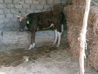 गाय, Latvian Blue cattle — फ़ोटो 3