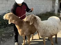 Schaf, Arashan sheep — Foto 2