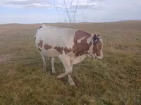Bulle, Simmental cattle — Foto 2